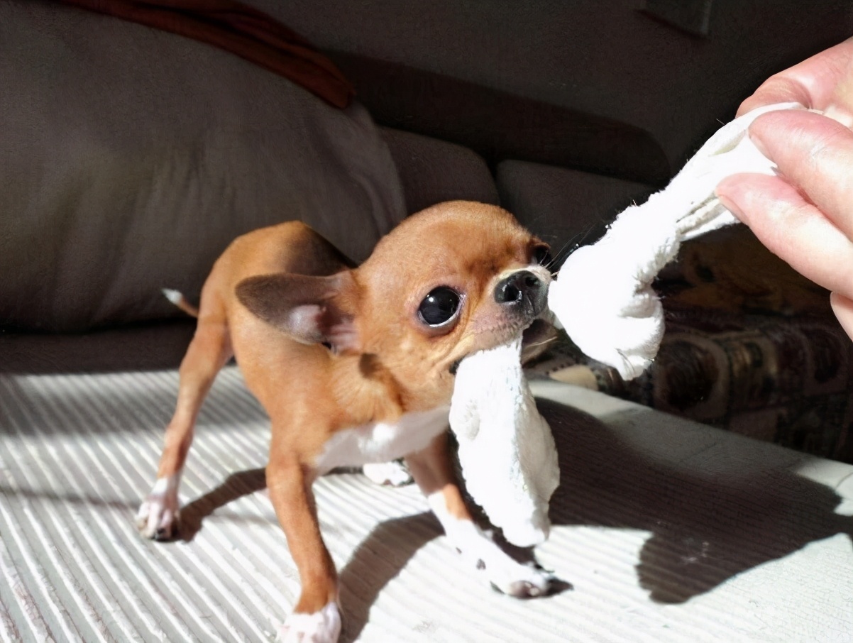 狗界5大“寿星公”，家里养上一只，都很有福气