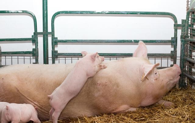 母猪产房除潮、仔猪补料等小技巧