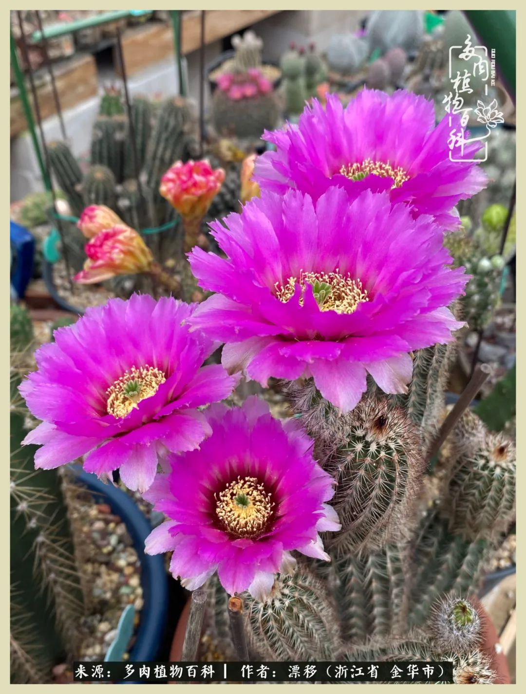 仙人球开花盛宴:让生活习惯花儿的陪伴