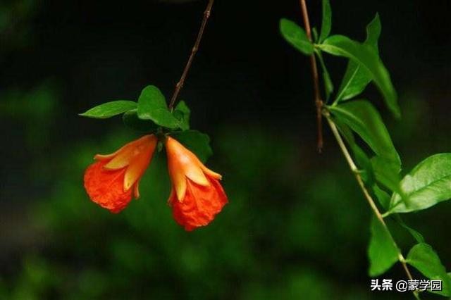 120句诗词话五月，繁花似锦，生机盎然！