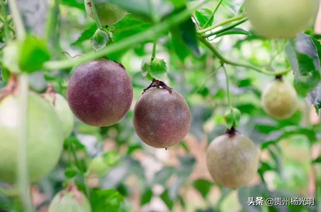 香！香！香！欢迎组团到贵州省黄平旧州采摘“且兰百香果”