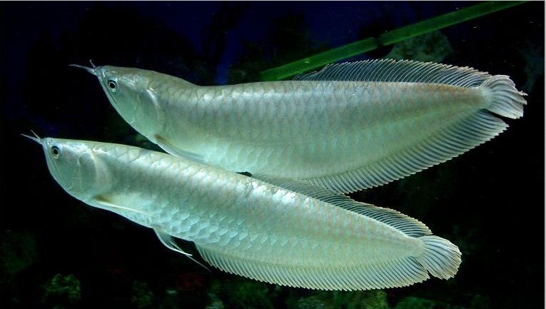 銀龍魚價格,銀龍魚價格多少錢一只