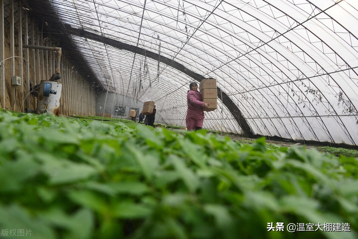 日光温室的三种放风方法你了解吗？