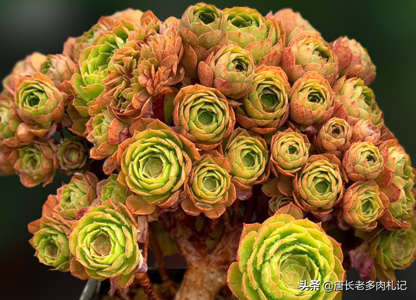 想让多肉万圣节法师包起来不难,这样养叶片既会包拢,颜色还好看