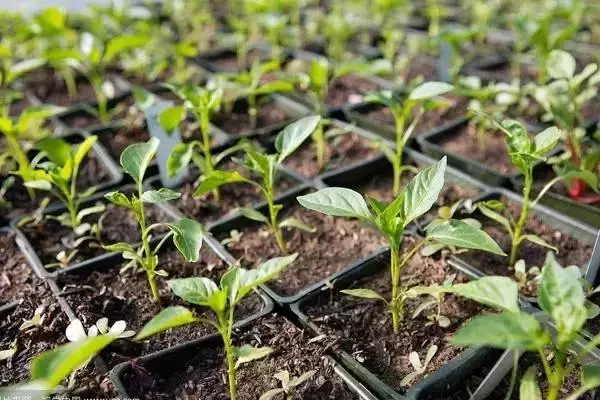 乙蒜素只能用来打青苔吗?实际上这个杀菌剂用途广!