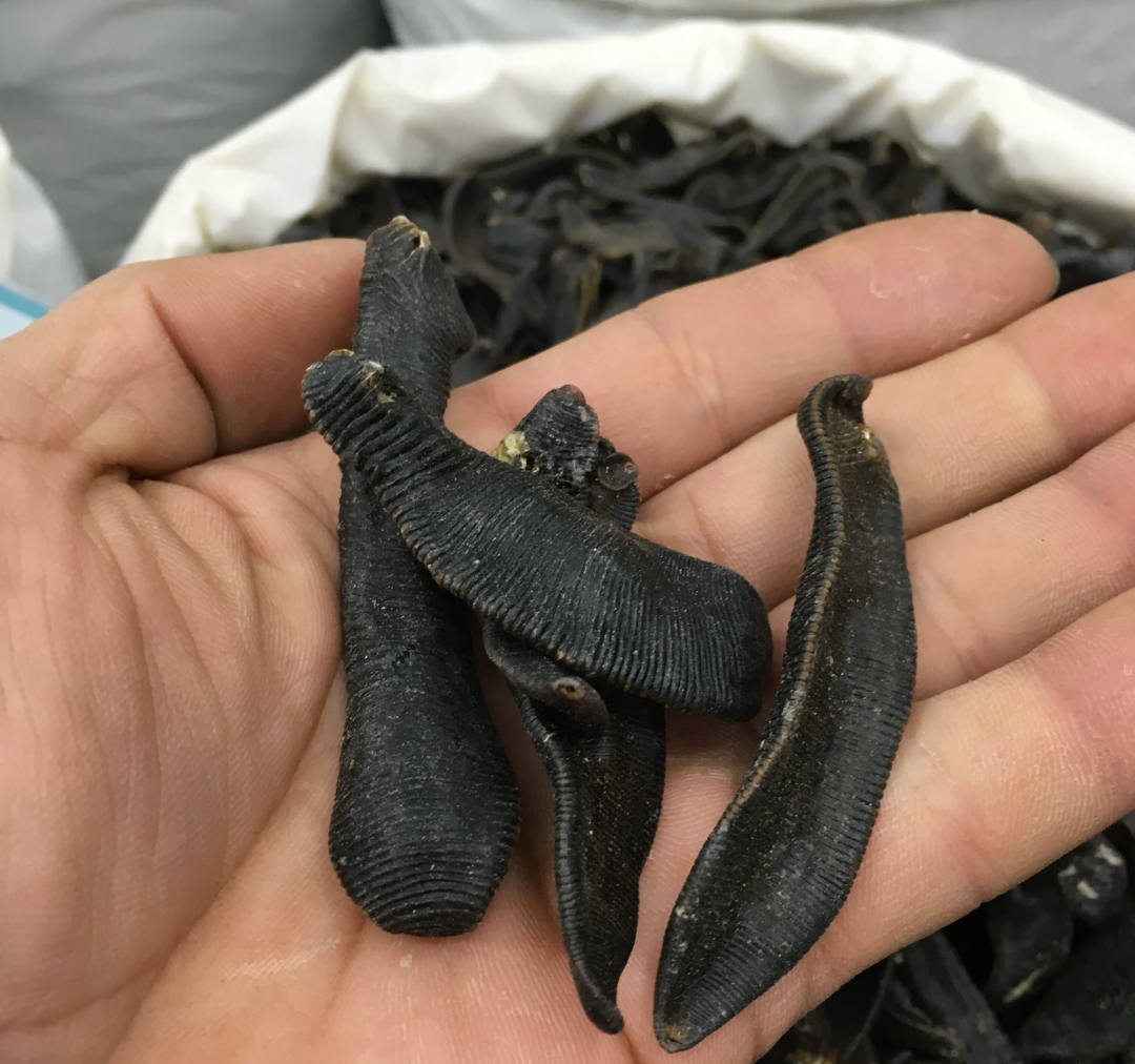 若不小心把水蛭吃进肚子,它会在人体内长期存活,继续吸血吗?