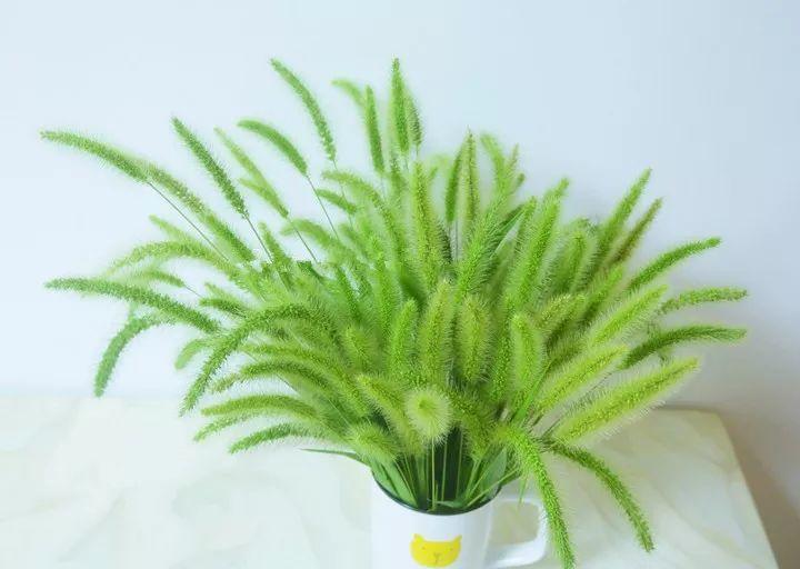 绿萝也有花语，客厅养一盆，守护你的小幸福！