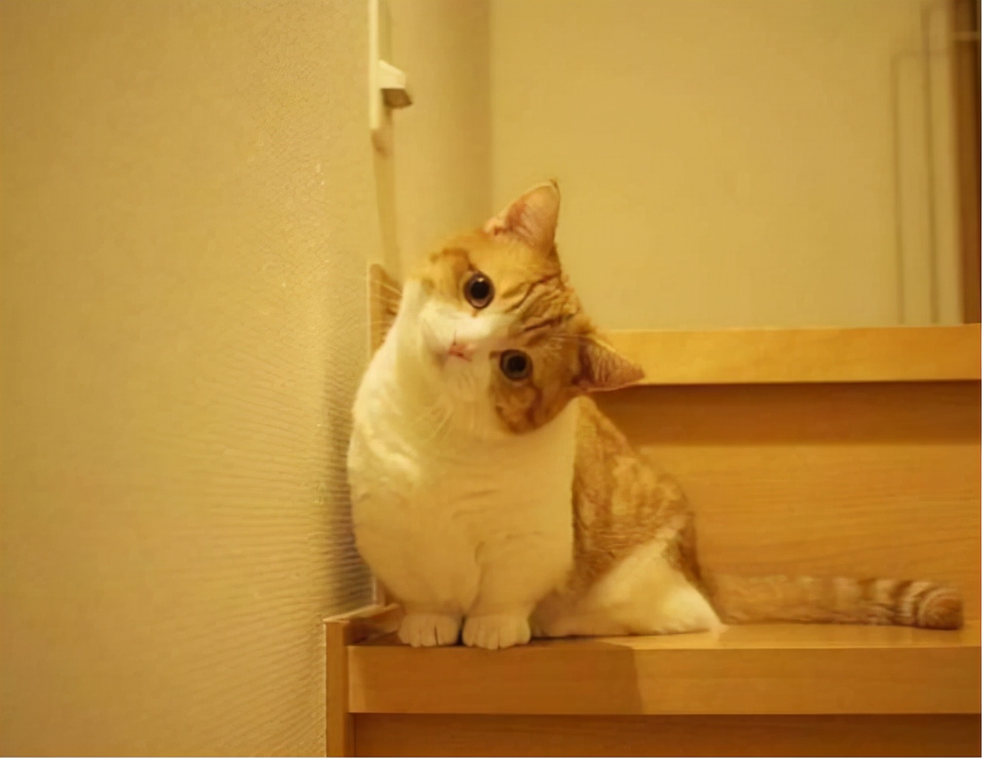 曼赤肯猫怎么样猫界中的霍比特人