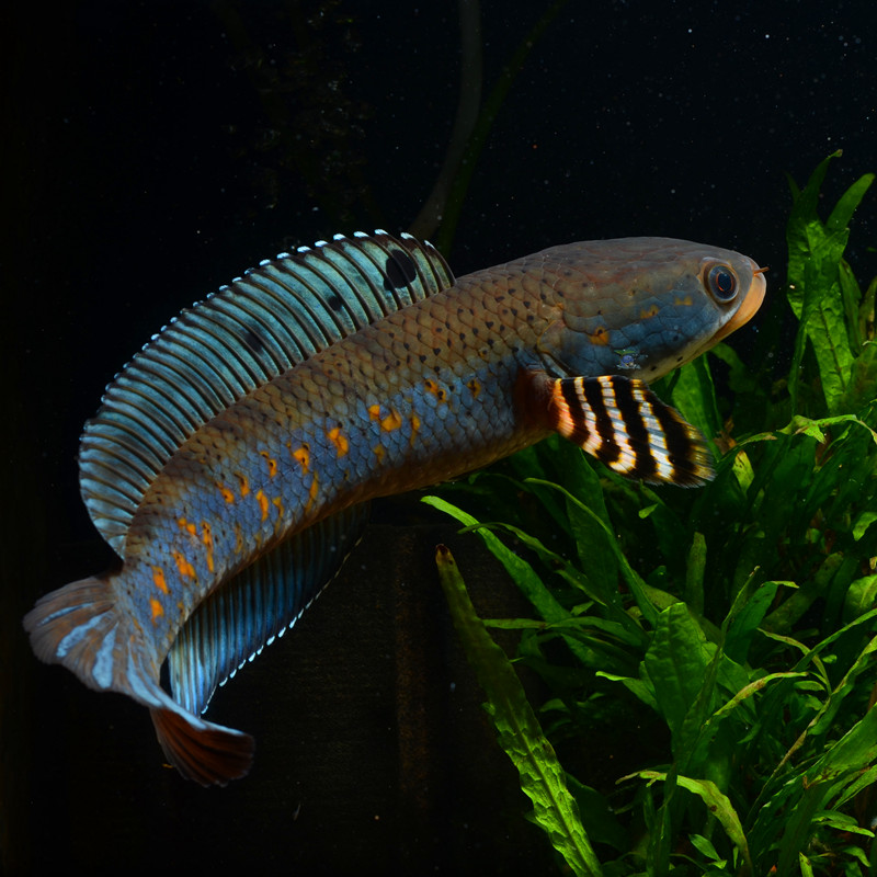 霸道的五顔六色的雷魚 既好看又育種 我們應該如何飼養它 飼養五顔六色的鳐魚龍魚的魚缸必須有蓋子 五顔六色的龍魚進入水箱前的超溫水是無法避免的 五顔六色的雷龍魚的水溫是免費的 喂食五顔六色的人造絲可以訓練你互動 五顔六色的雷霆龍的選擇隻是看看狀态 五顔六