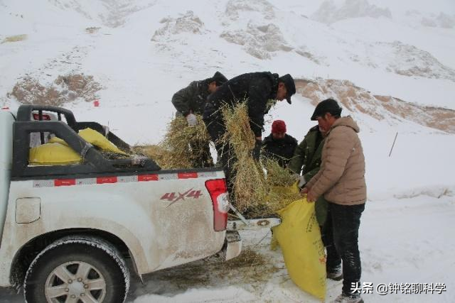 野生东北虎有多恐怖(东北或现“座冬雪”，座冬雪有多可怕？东北虎和野猪会受灾吗？)