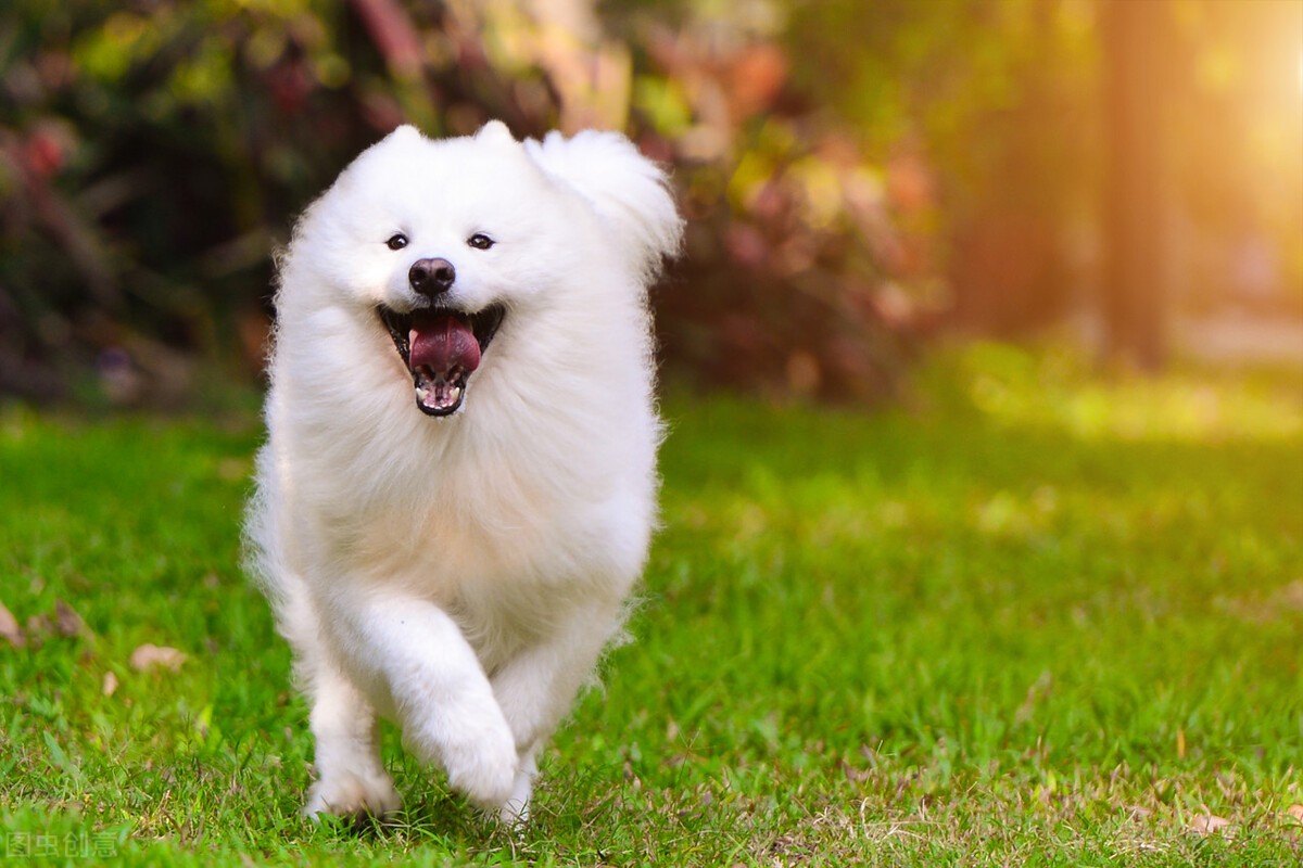 "微笑天使"萨摩耶:拥有的优缺点