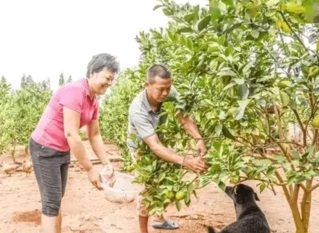 感动！全红婵父亲仍自食其力卖橙子：拒绝商铺豪宅不消费女儿荣誉
