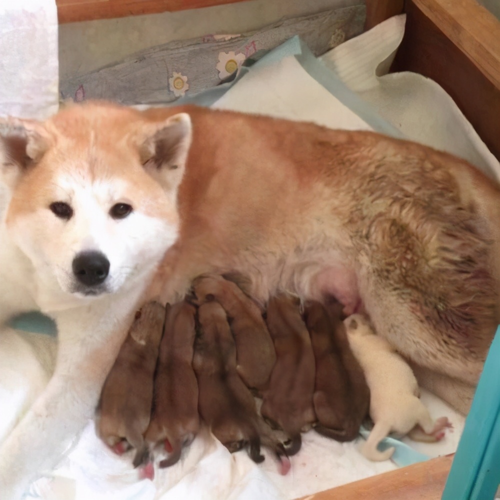 这才是秋田犬少价格高的原因，不是谁都养得起