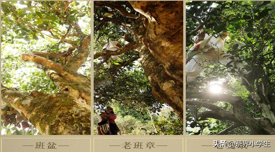 2019年双11，普洱茶热销品牌10强背后的故事