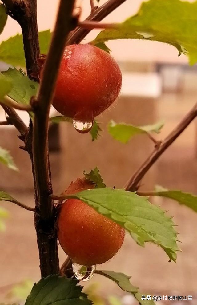 灵丘县下关中学2020年中考喜报