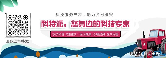 田野上團(tuán)隊(duì)回訪(fǎng)美麗的分鄉(xiāng)鎮(zhèn)插旗村