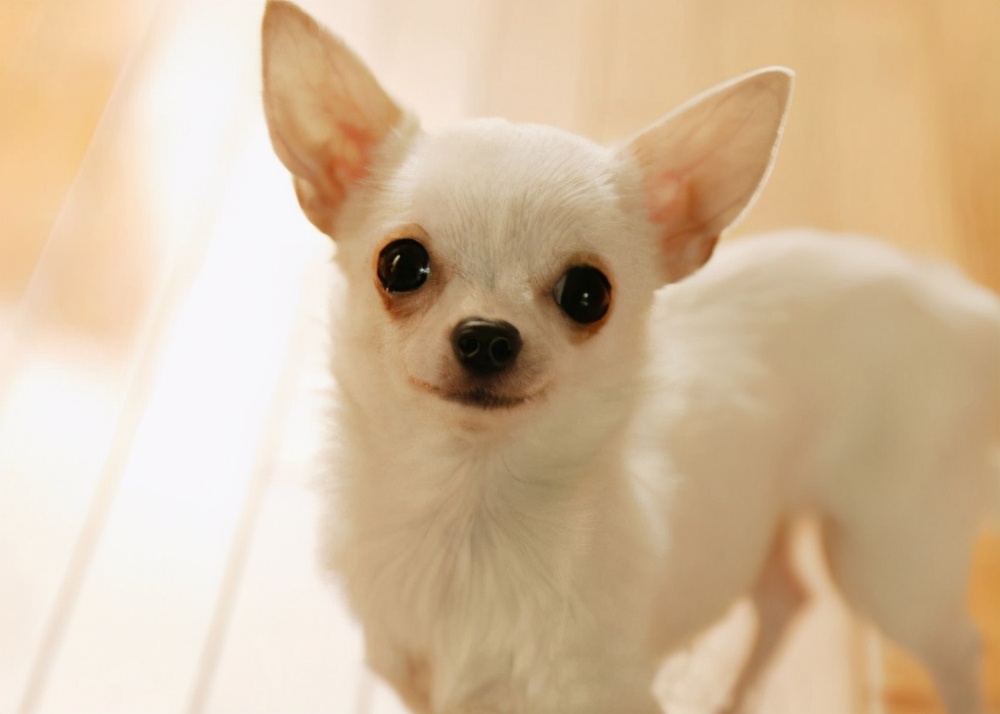 长毛吉娃娃狗图片