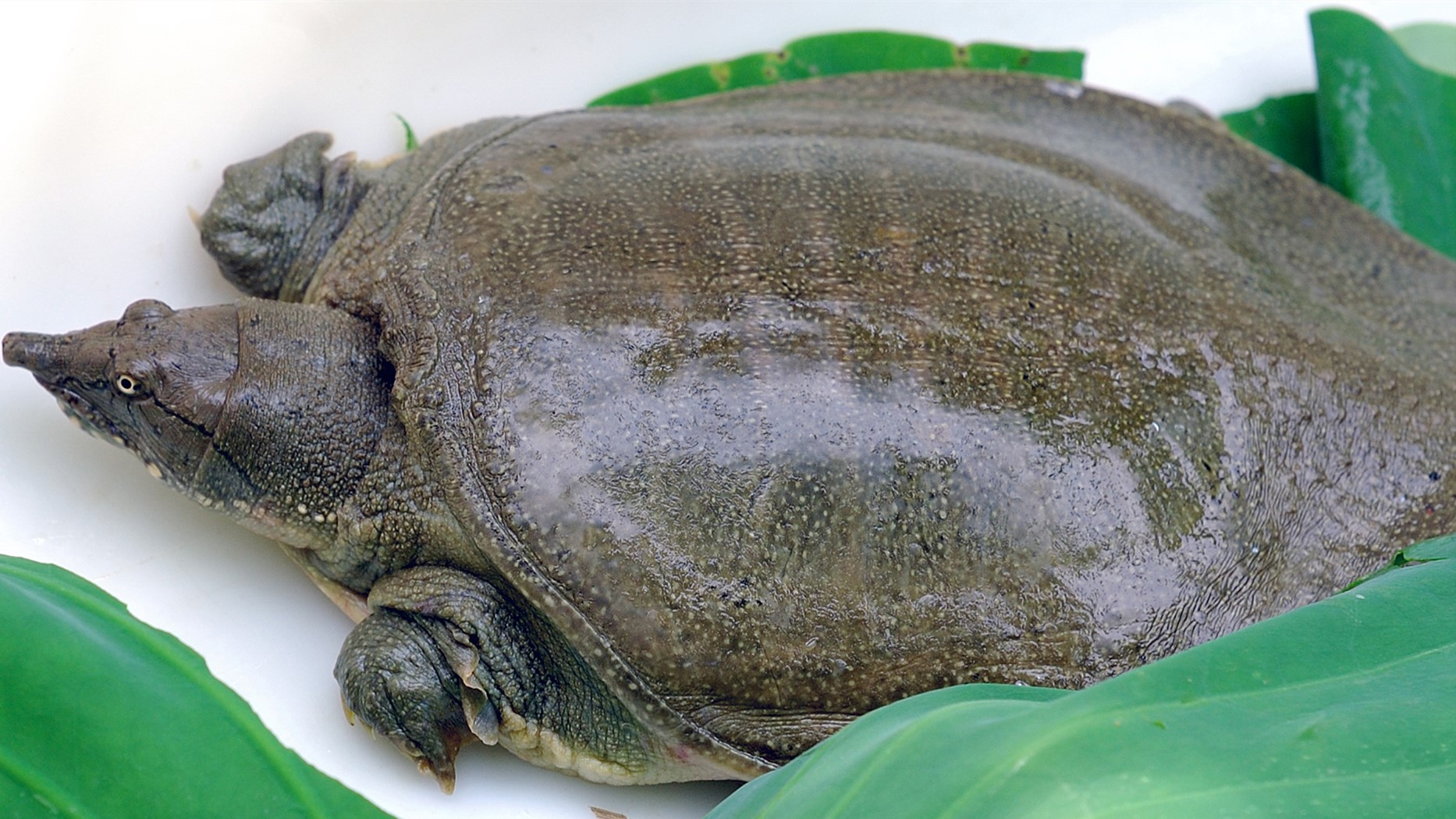 把甲鱼苦胆放入水中刺破搅拌均匀,用胆汁水均匀地涂抹在甲鱼里外各个