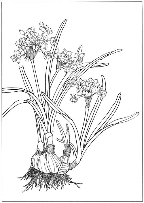 水仙高清白描线稿图片下载20幅