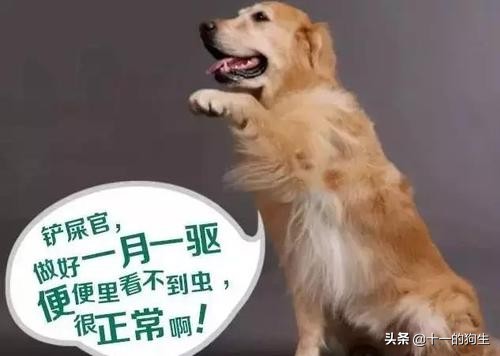 跳蚤不是个好东西，对你和狗而言都不是，那如何治疗与预防挑在呢