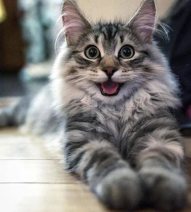 猫奴心中的5种白月光猫咪,脾气好颜值高,养到的人太幸运