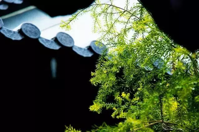 余生，想要一个院子，看花开花落