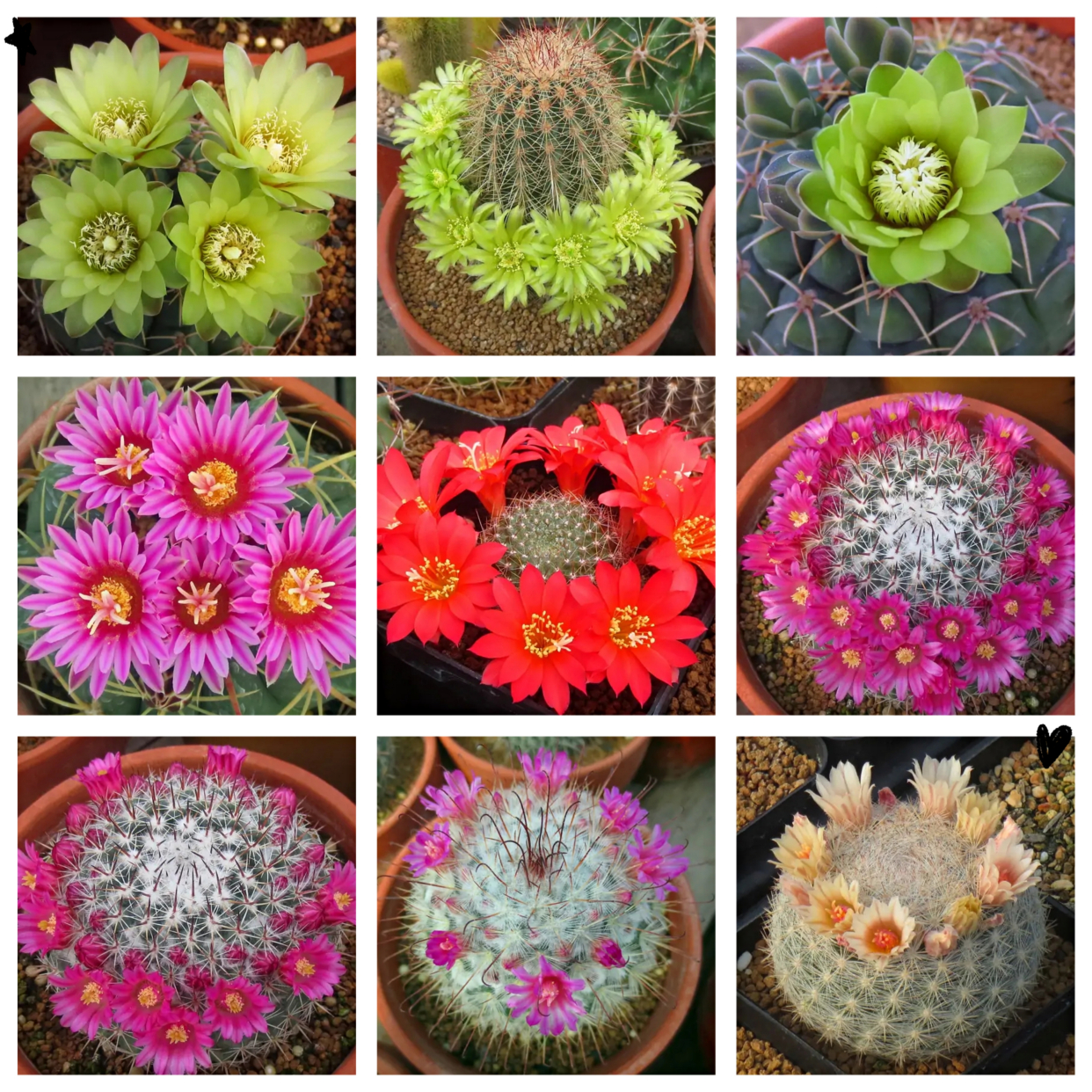 20种“懒人”花草，阳台客厅必备，好养好看，还能净化空气