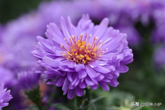 红色菊花代表什么意思（不同品种的菊花花语）