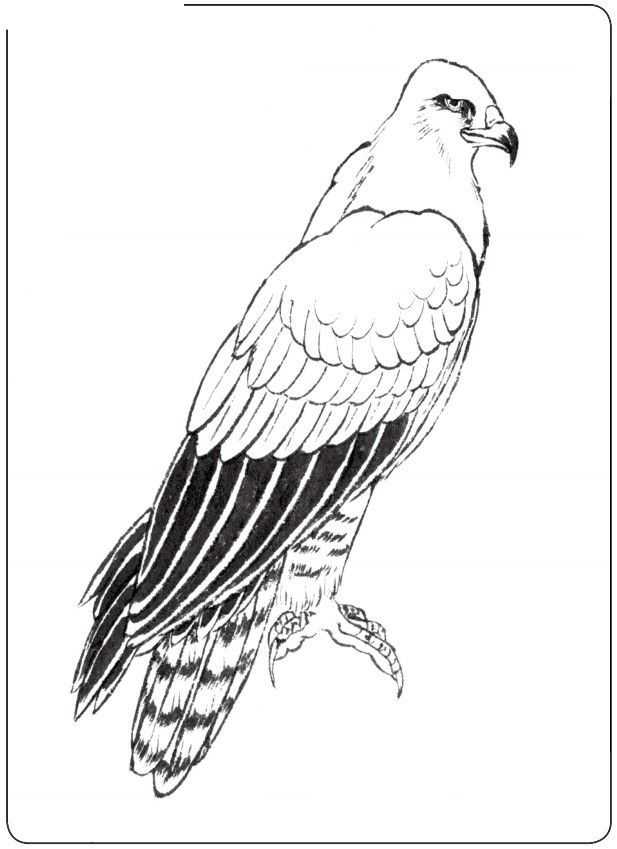 中国画零基础入门教程:分步骤讲解三种鸟类画法,简单易学的国画