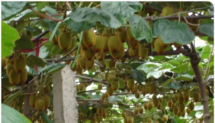 「溯源」徐香猕猴桃为何叫“徐香”？