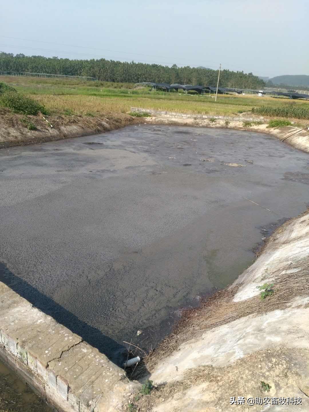 大面积养殖废水用养殖场污水生物处理剂短时间处理技术