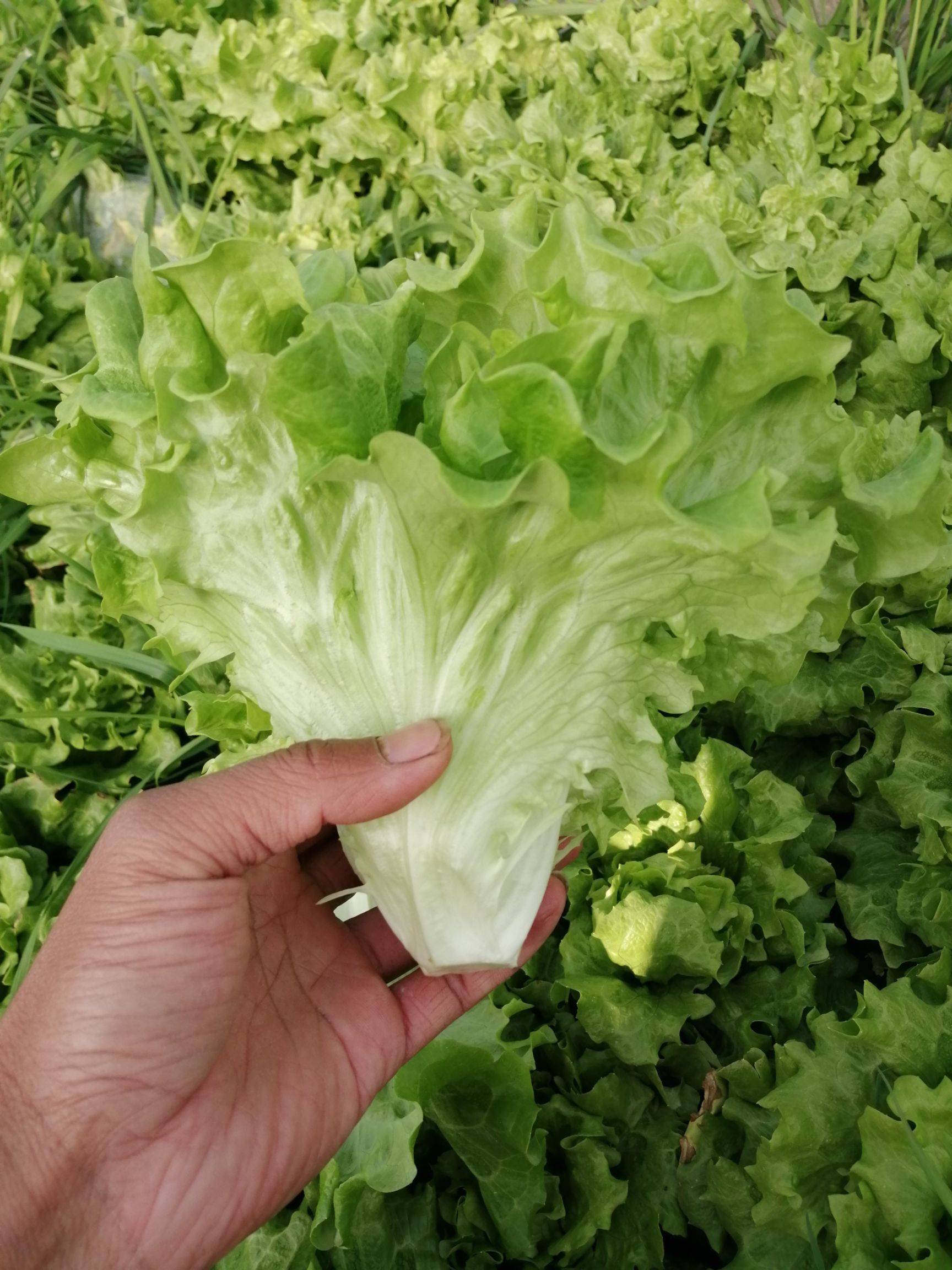 四季生菜是一種可以在冬天種植的生菜,在網上買回種子用個大點兒的