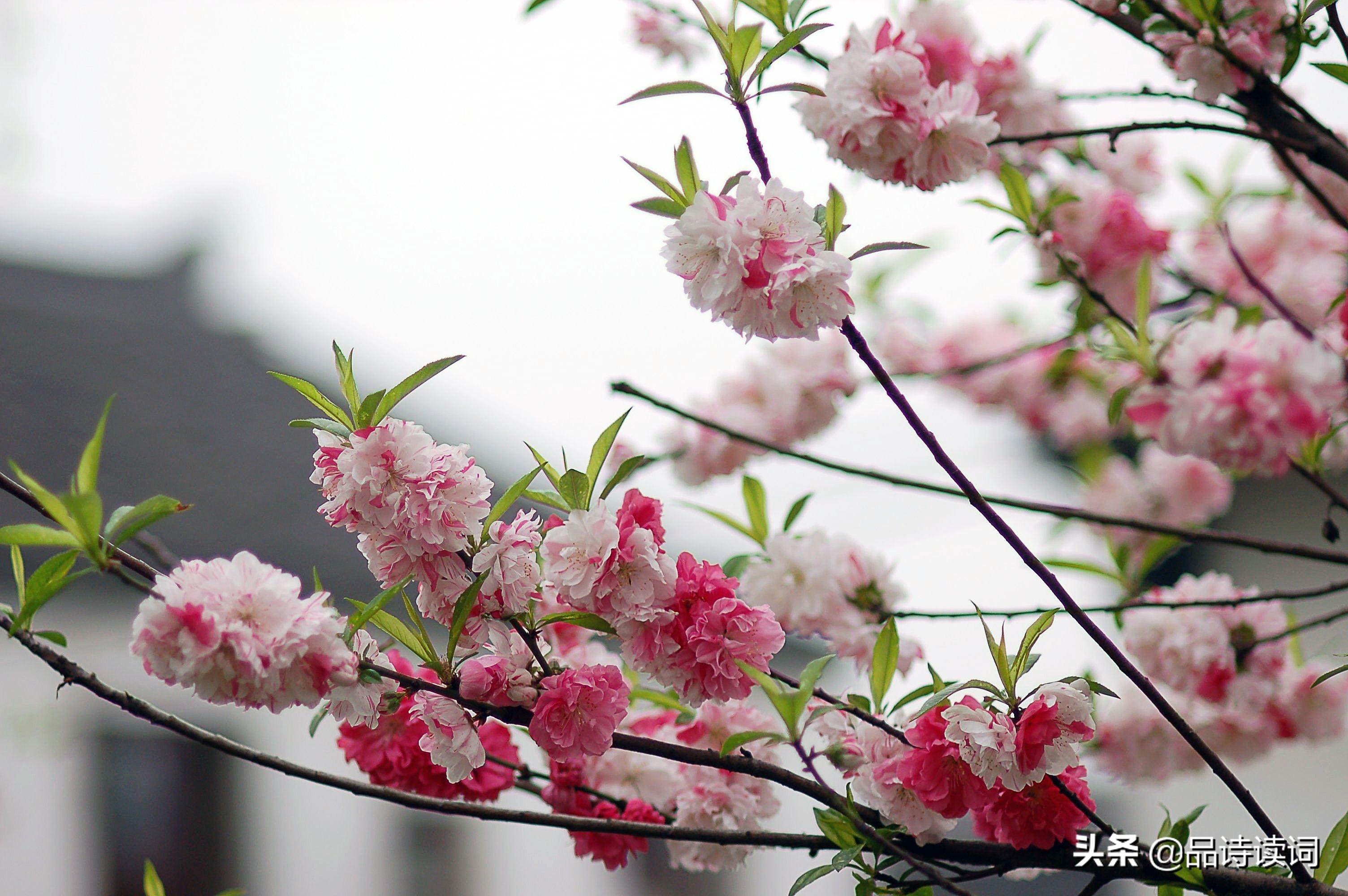 韩愈很经典的一首诗，表现手法高超，写出了完全不一样的春色美景