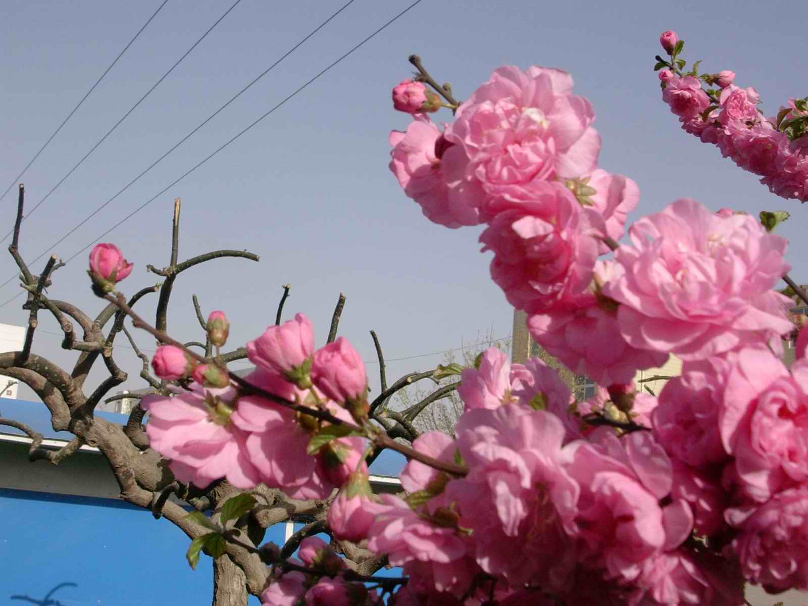 小学生优秀作文赏析：《春天的校园》三篇