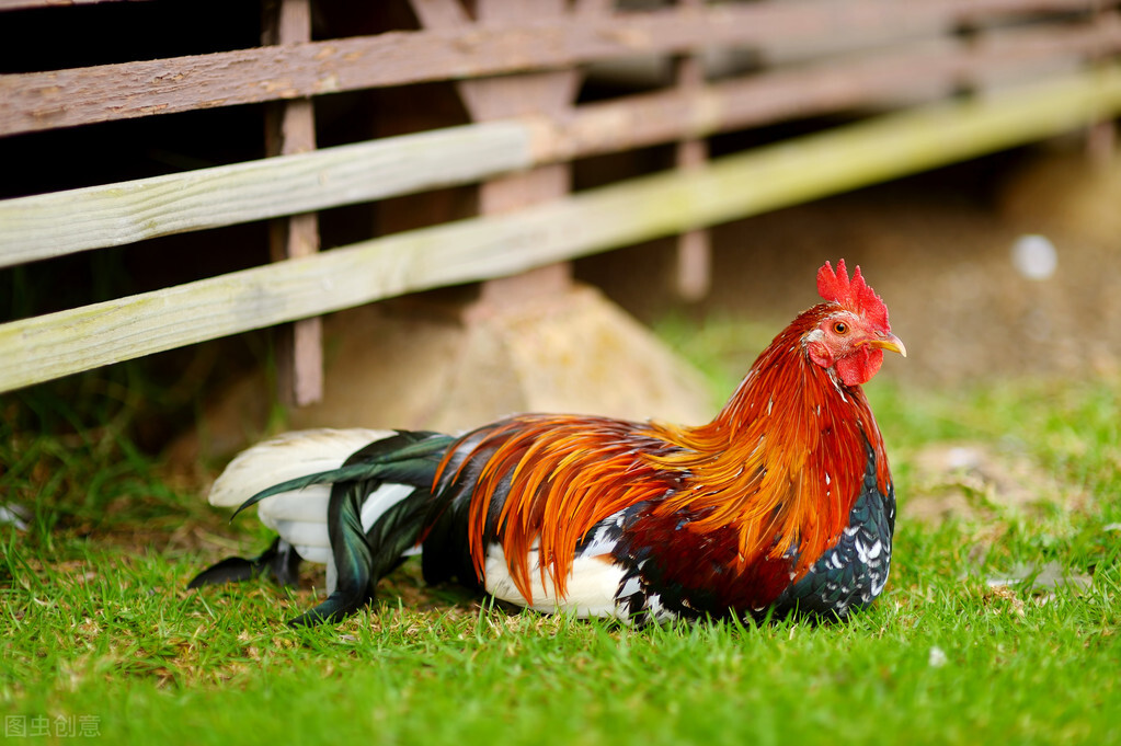 公雞為什麼打鳴公雞每天準時打鳴的原因