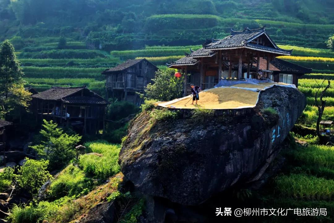满山金色稻浪,为你换一屏秋色