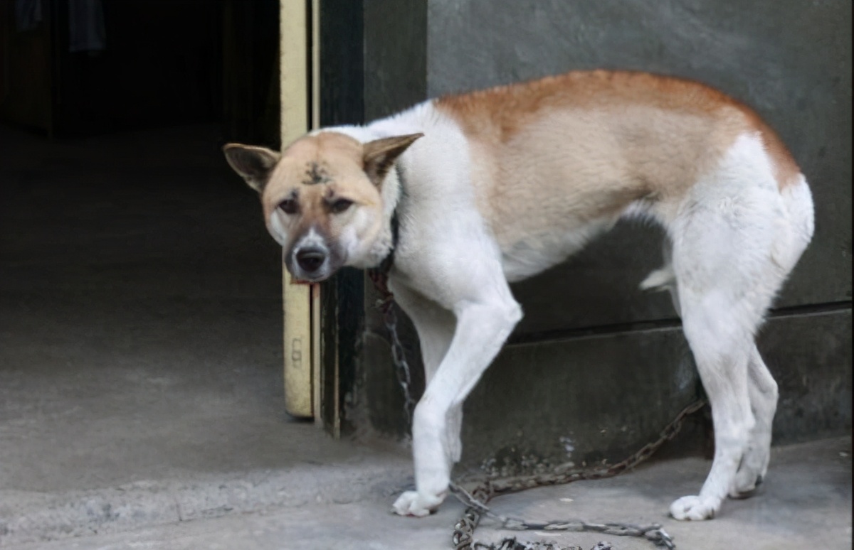 狗夹尾巴是什么意思啊