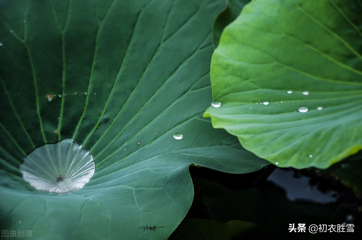 早秋唯美荷露四首：秋荷一滴露，荡漾圆复碎