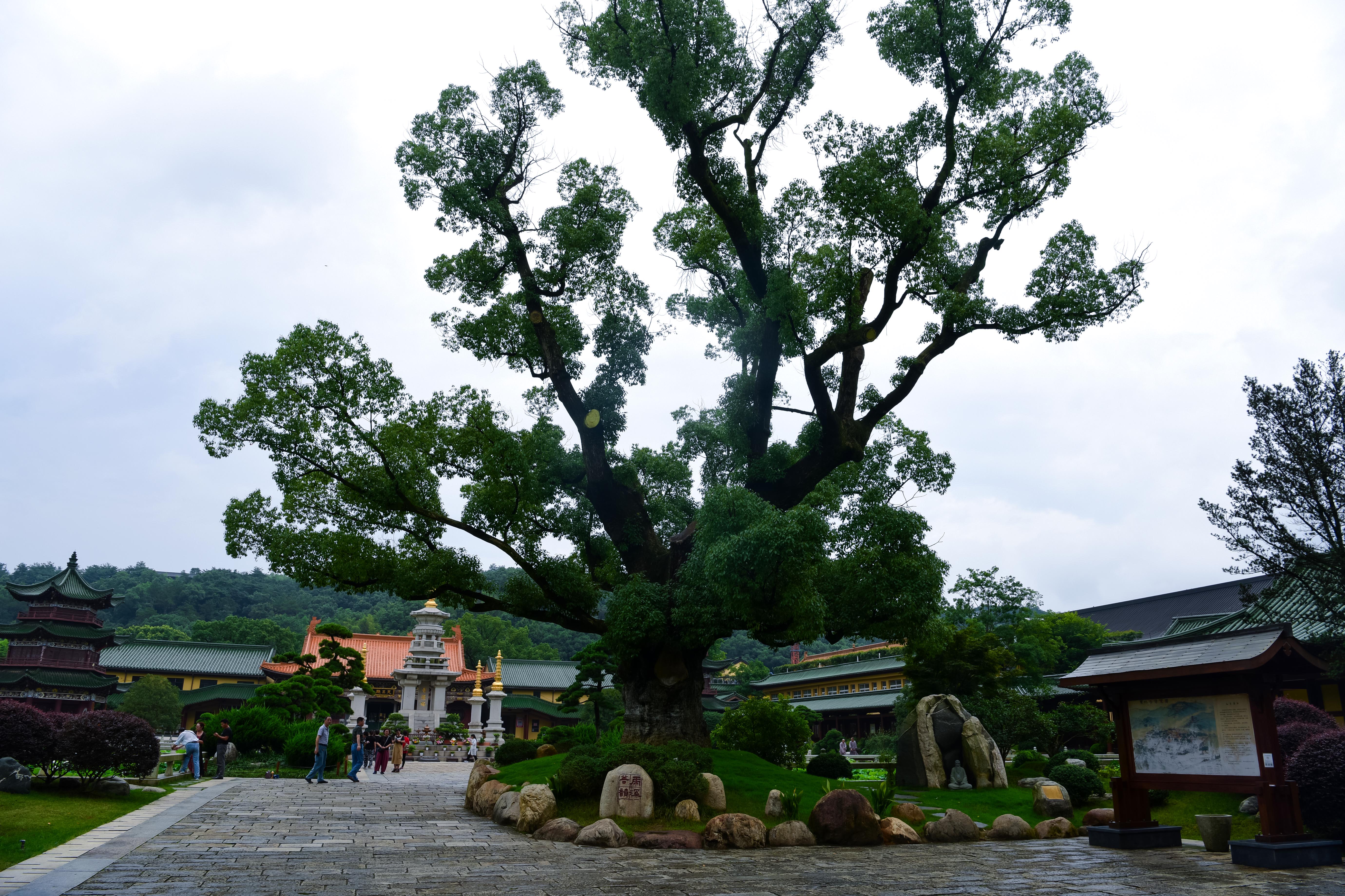东林寺,位于江西省九江市庐山西北麓,北距九江市16公里,东距庐山牯岭