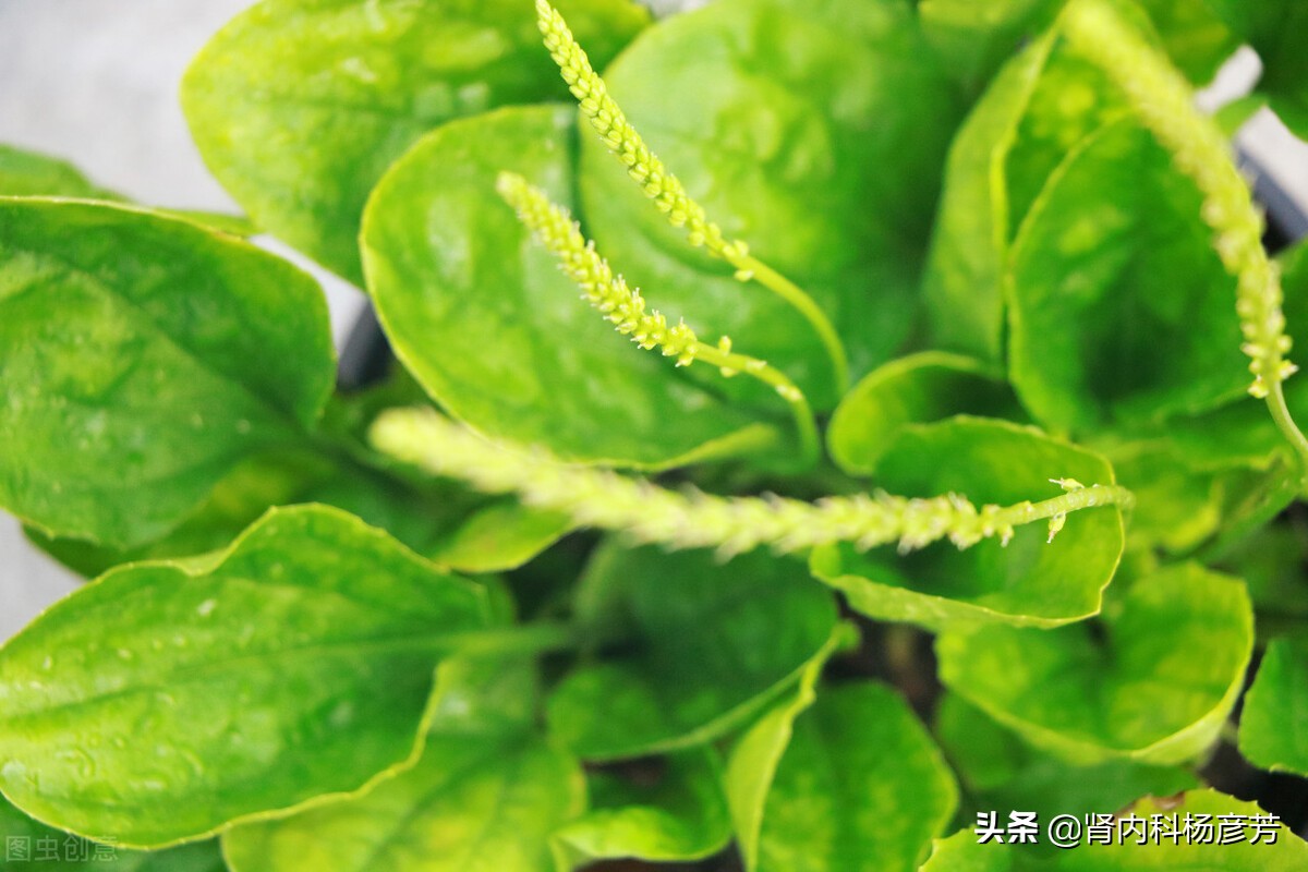 西瓜翠衣粥（很适合肾病患者的夏季养生粥）