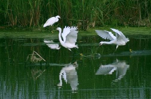 漠漠水田飞白鹭 阴阴夏木啭黄鹂 唐朝诗人王维喜欢偷人诗句吗？