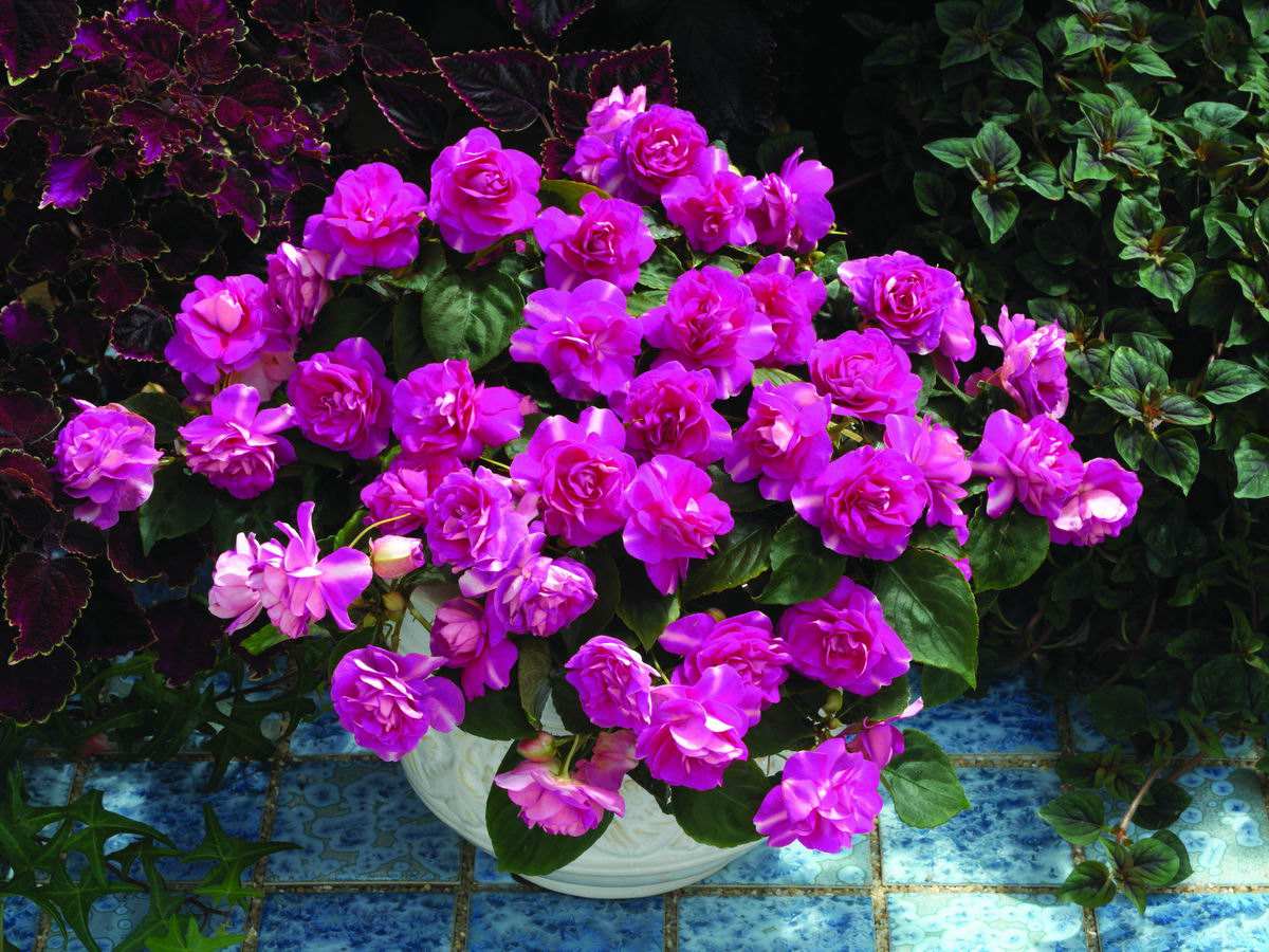 非洲鳳仙,非洲鳳仙花的養(yǎng)殖方法和注意事項