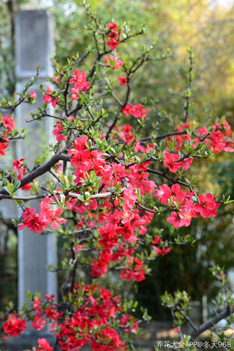 春天常见的40种花春天都有哪些花常见的花