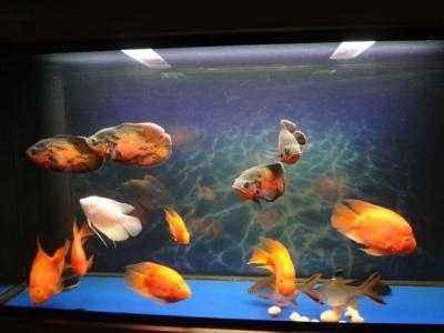 什么魚缸都可以養魚，并且都能養好，我們應該如何選擇為好呢？