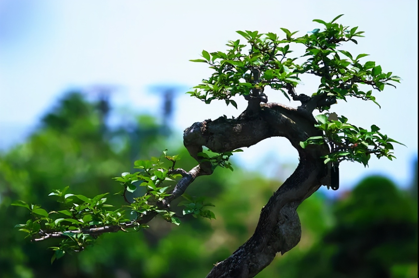 黑骨茶盆景怎么养（黑骨茶盆景冬季养殖技巧及注意事项）