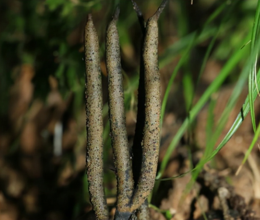 长在白蚁窝里的菌类,价格超过黄金,为什么挖到的人就是不肯卖?