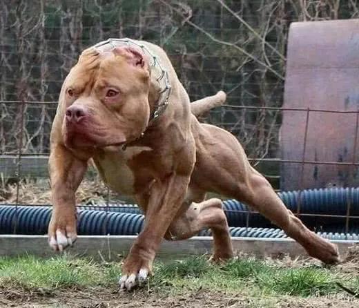 武松真的打过虎吗？阳谷景阳冈真是打虎处吗？