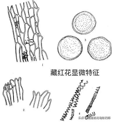 红花和藏红花的区别（名贵中药材藏红花大揭密）
