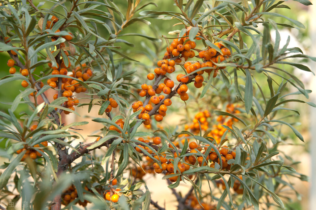 "地上一把伞,地下一张网",这是人们形容沙棘树的一句话.
