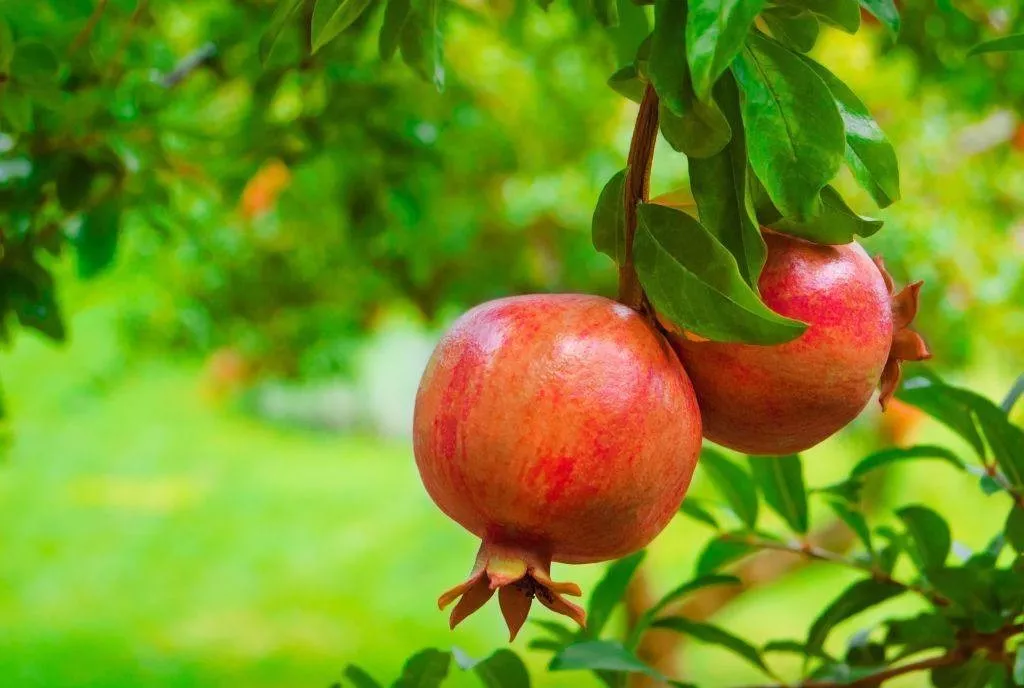 关于秋收果实的说说配图「文案」 _qq说说网